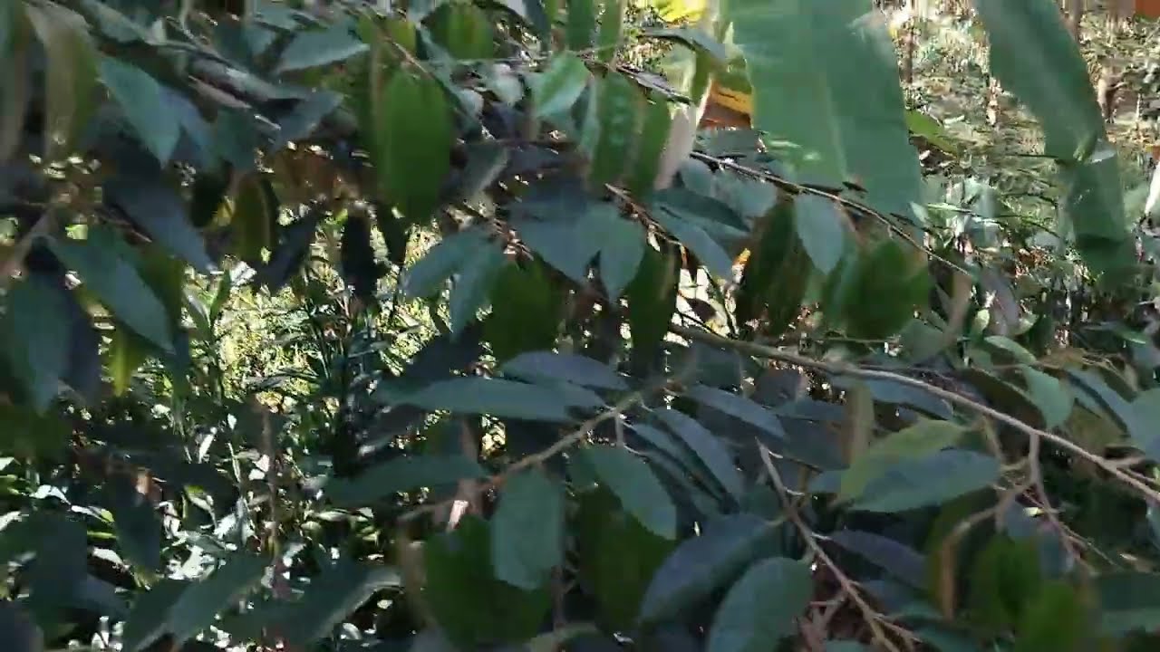 Kéo đọt nay đọt lụa hết rồi nè các bạn!