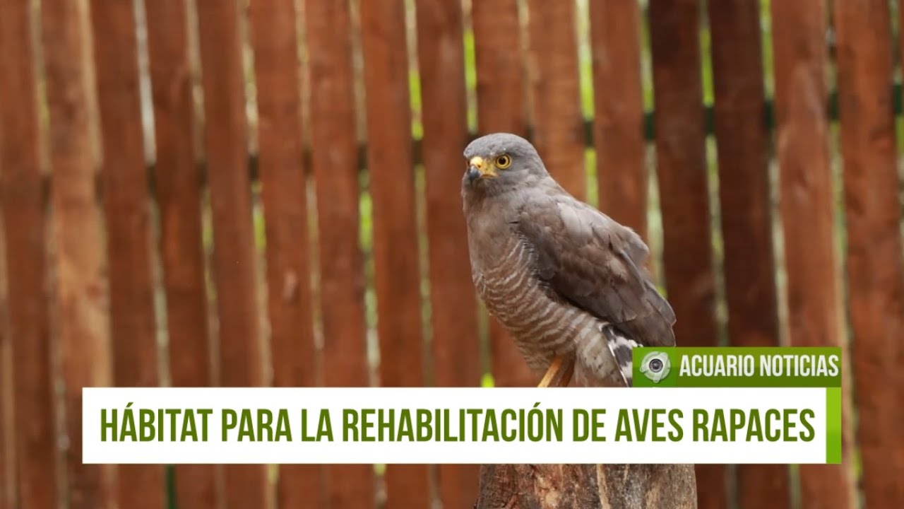 Construyen hábitat para la rehabilitación de aves rapaces