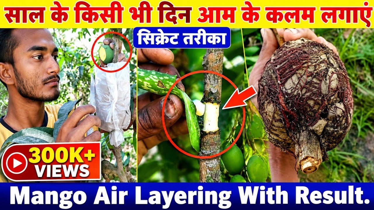 आम के पेड़ पर कलम करने का सिक्रेट तरीका || Mango Air layering With Result 💯Success.