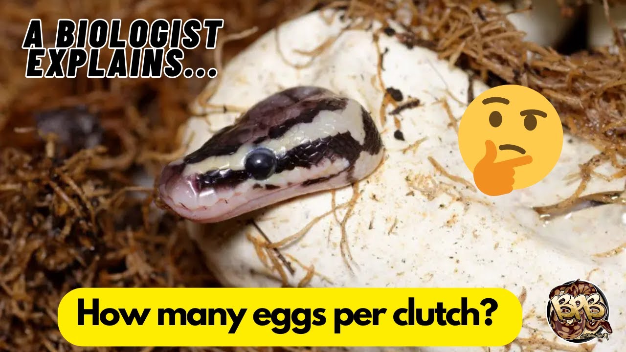 How many eggs do Ball Pythons lay? A complete guide!