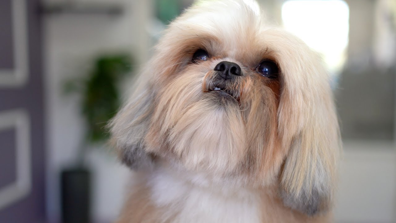 ШИ-ТЦУ 8 ЛЕТ, УХОД ✂️❤️🐶