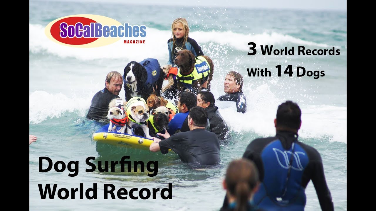 3 Dog Surfing World Records 14 Dogs on a Surfboard