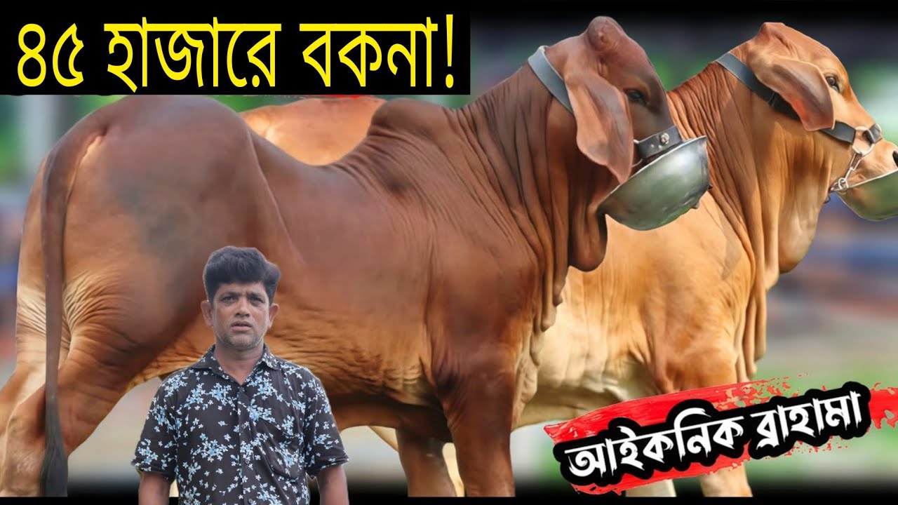 আজ ছাগলে দামে রেডি বকনা! মাত্র ৪৫ হাজার টাকায় ব্রাহামা শাহিওয়াল ও গির বকনা ২ টি নিলে গাড়ি ভাড়া ফ্রি।