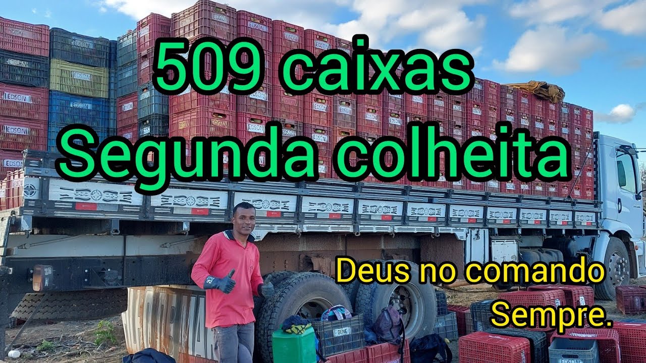 segunda colheita de  tomate. ROBSON SILVA