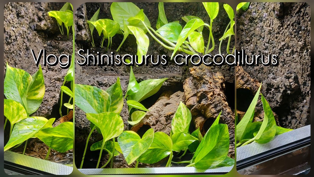Aufzuchtterrarium für Shinisaurus crocodilurus