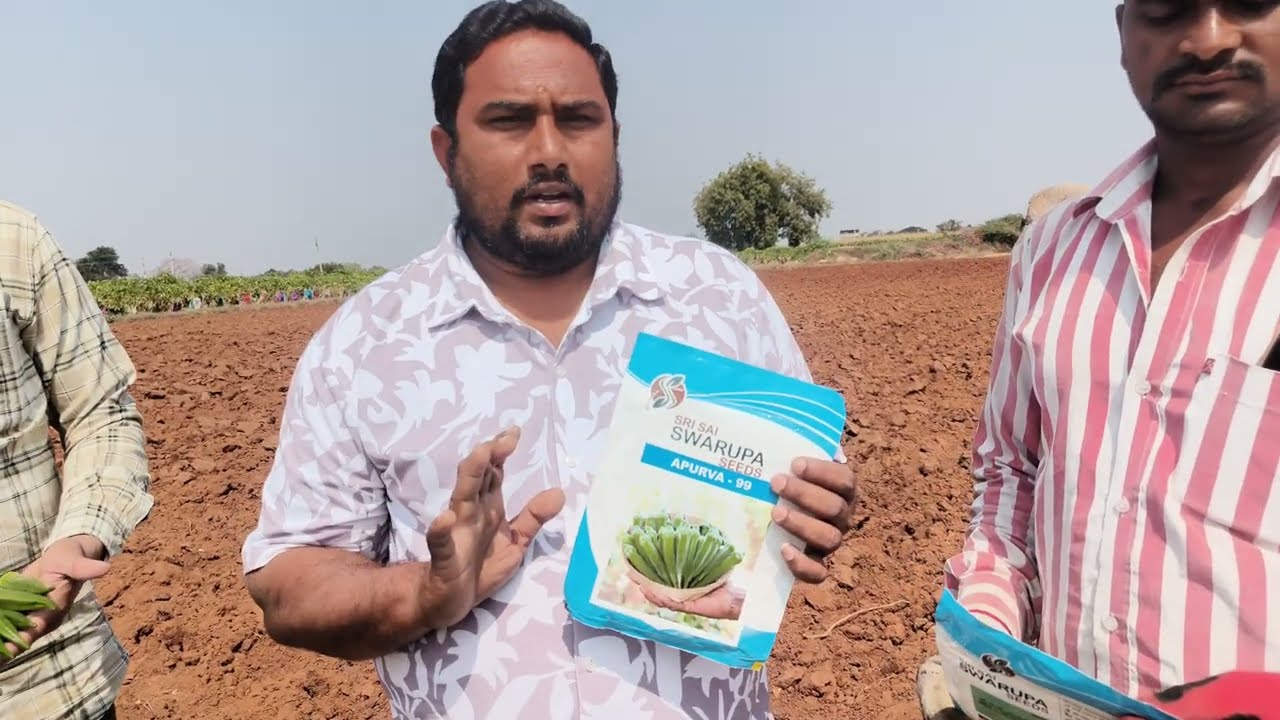 9063852666 కొత్త #బెండ రకం దిగుబడి సూపర్. ఎక్కువ కోతలు.వైరస్ రాదు #శ్రీసాయిస్వరూపసీడ్స్ 