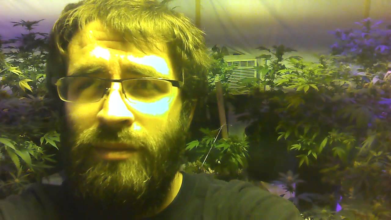 Growing cannabis 101