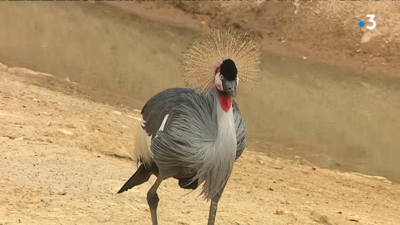 L'Afrique en mosaïque au Parc des Oiseaux