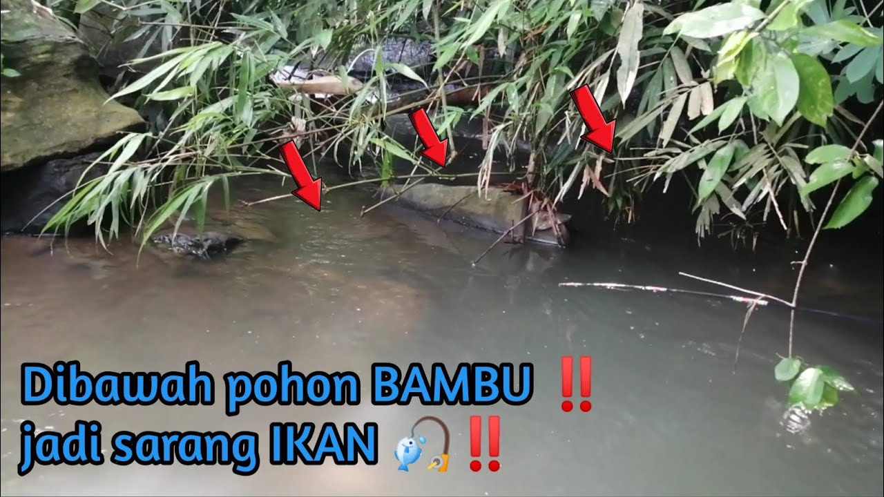 Ternyata ‼️ begini cara mancing ikan disungai 🎣