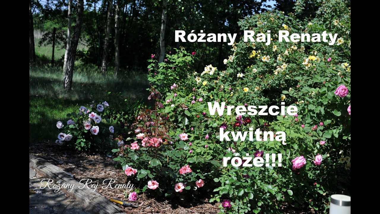 Kwitnące róże, łąka kwietna i znów róże...