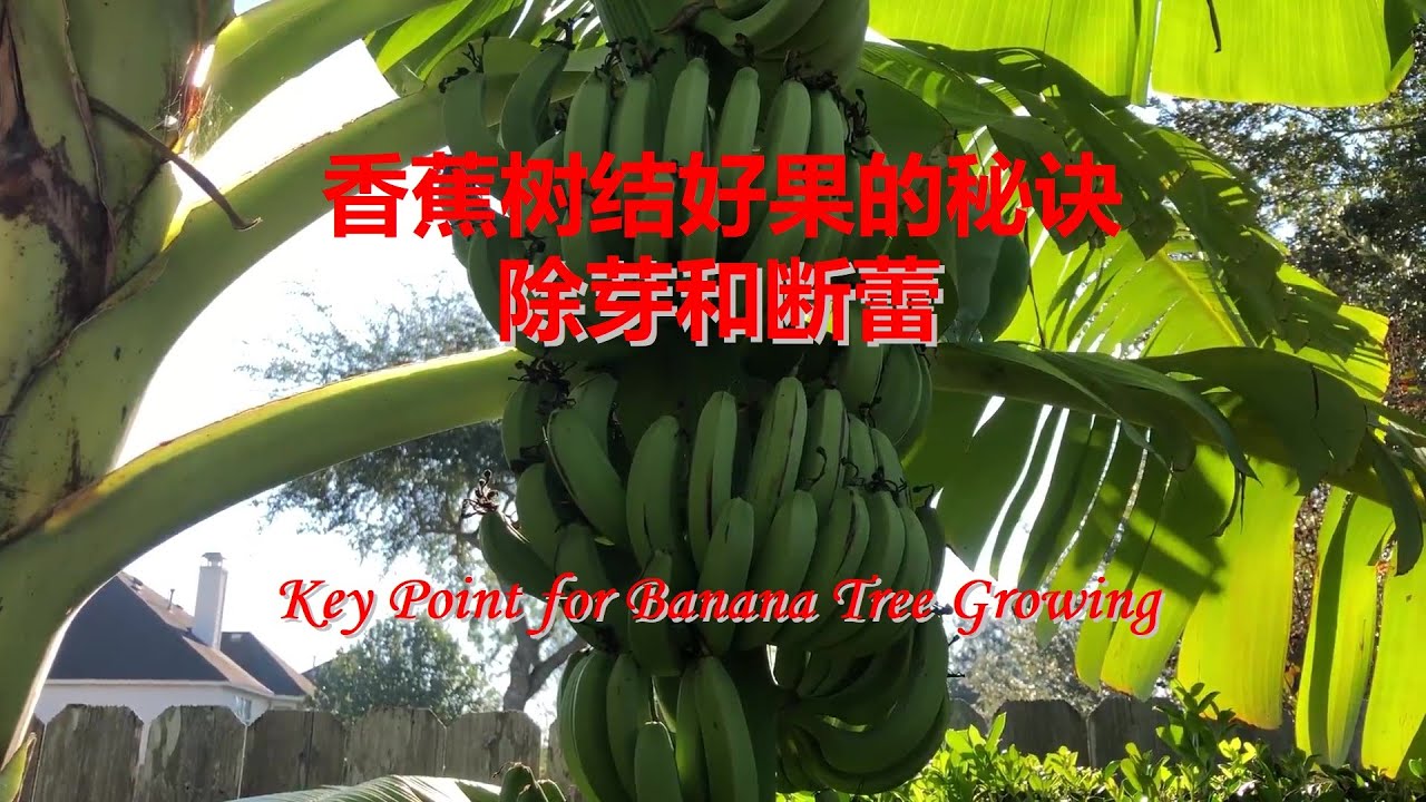 香蕉树结好果的秘诀（除芽/断蕾）Key Points for Banana Tree Growing