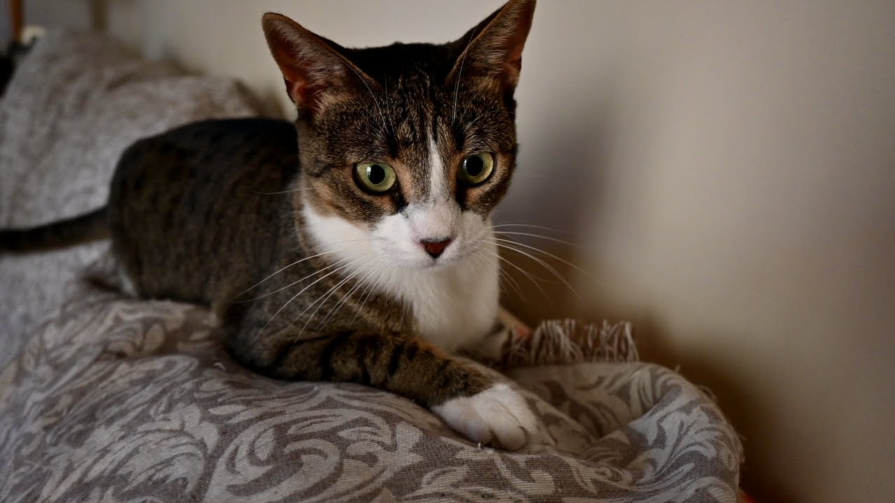 To Mrrp, Or Not To Mrrp? A Cat Wonders...