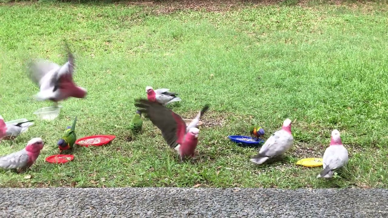 Galahs and Lorikeets were eating when a turkey came birds flew awayゴシキセイガイインコとモモイロインコは飛んで行った