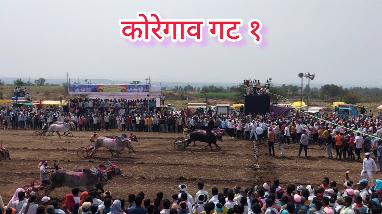 कोरेगाव गट क्र निकाल राना बादल ग्रुप #कोरेगावमैदान #nisrgachinal