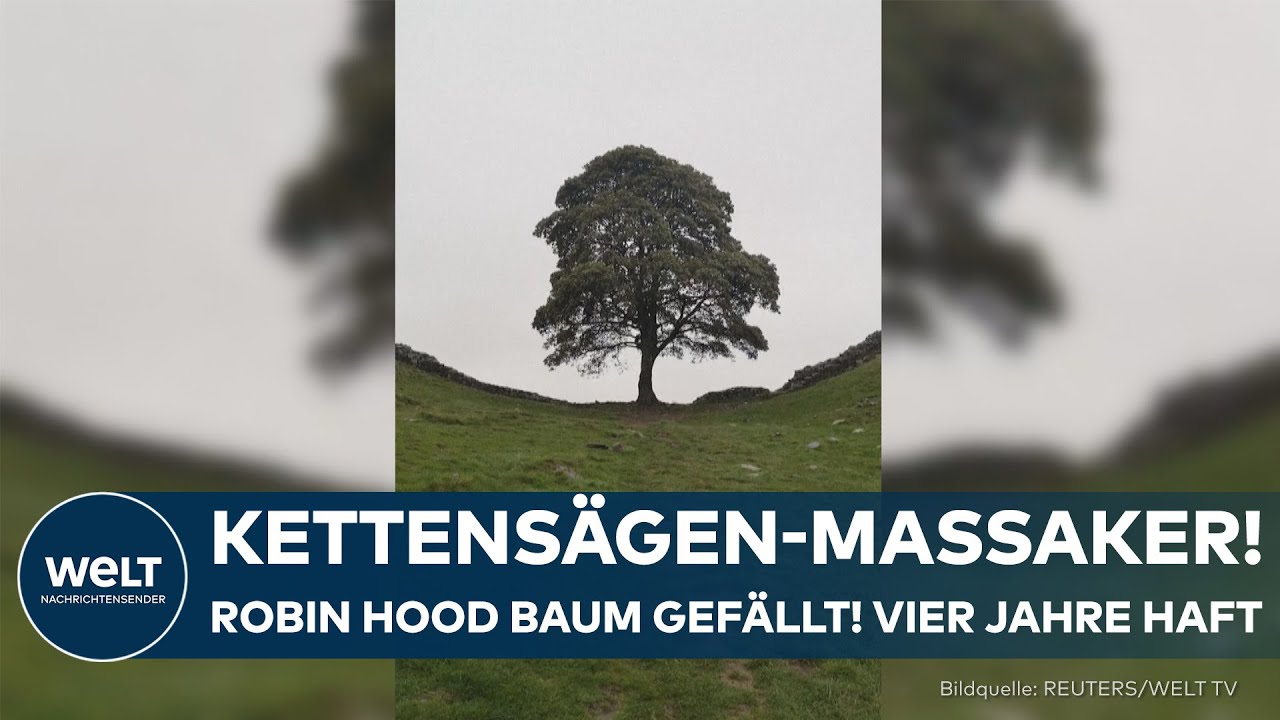 ROBIN-HOOD-BAUM: Mehr als vier Jahre Haft für das Fällen des berühmten Bergahorns