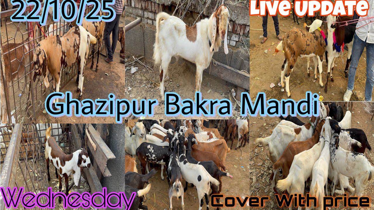 Ghazipur Bakra Mandi Live Update 22/10/2025 DELHI 