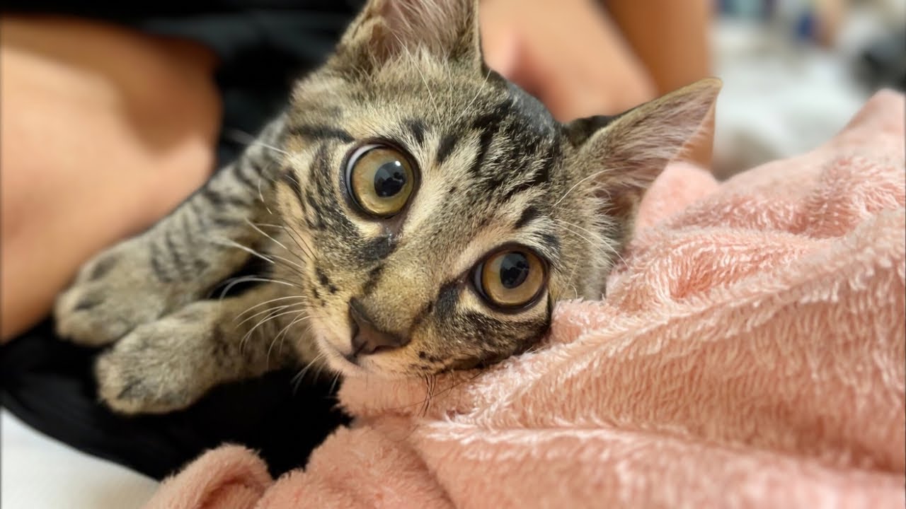 人間の子供と猫の子供が同じ布団で寝たら可愛すぎた。