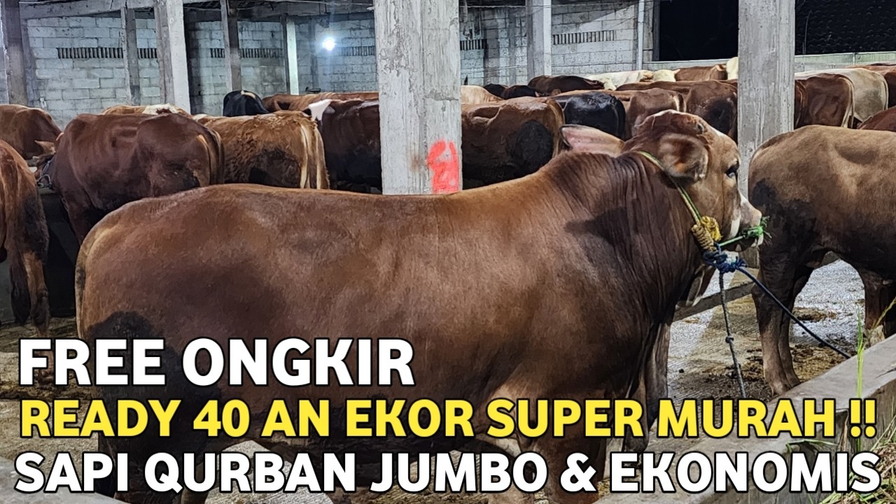 READY 40 AN EKOR‼️CEK HARGA SAPI QURBAN TERBARU 2026