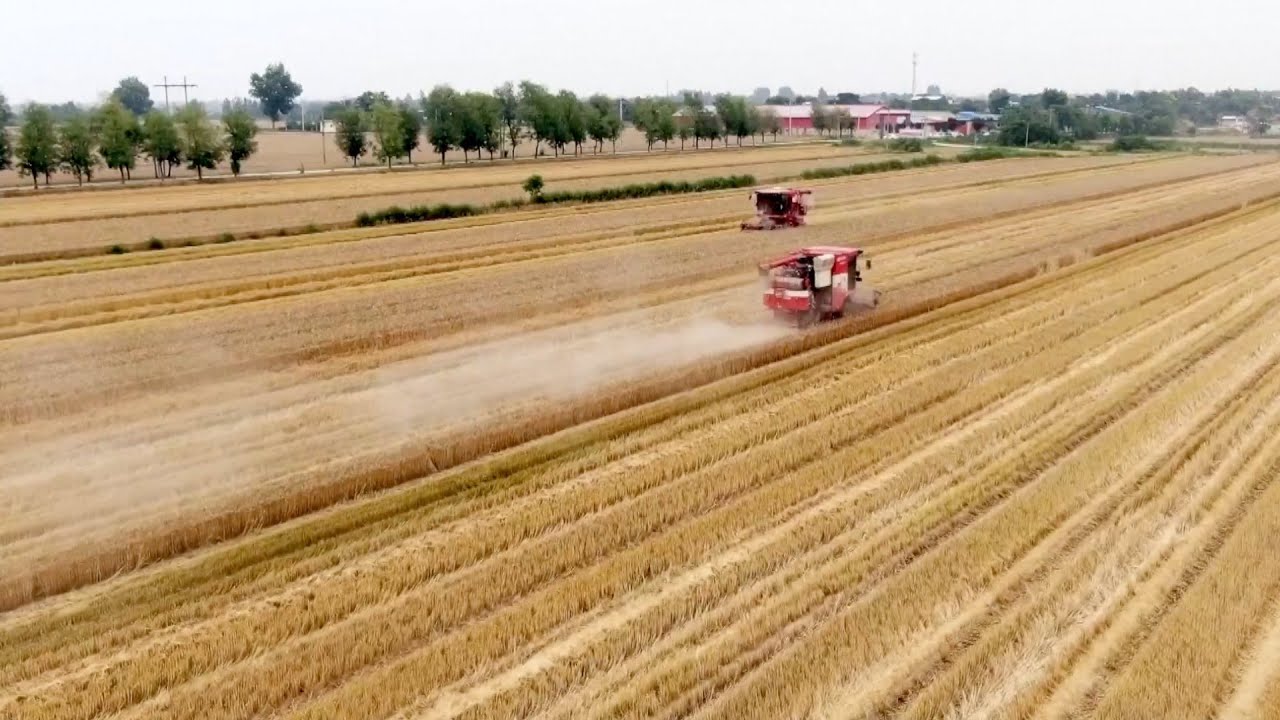 Nearly 88% of winter-sown wheat harvested across China