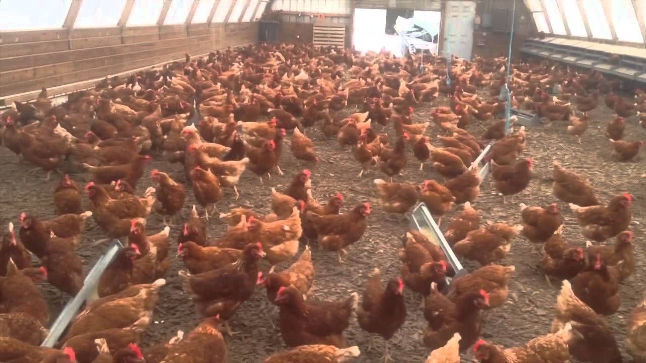 Harnessing Solar Energy and Compost Heat to Keep Our Hens Warm!