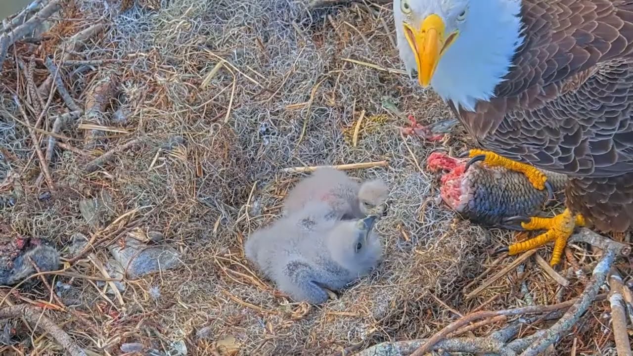 #baldeagle S03#P30 Review birds in nest with nature #birdslovers #birdsounds #birdsnest