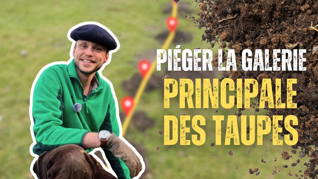 Comment trouver la galerie principale d'une taupe ? On capture la taupe !