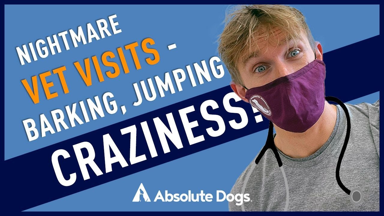 Nightmare Vet Visits! Barking, Jumping Up, Craziness!