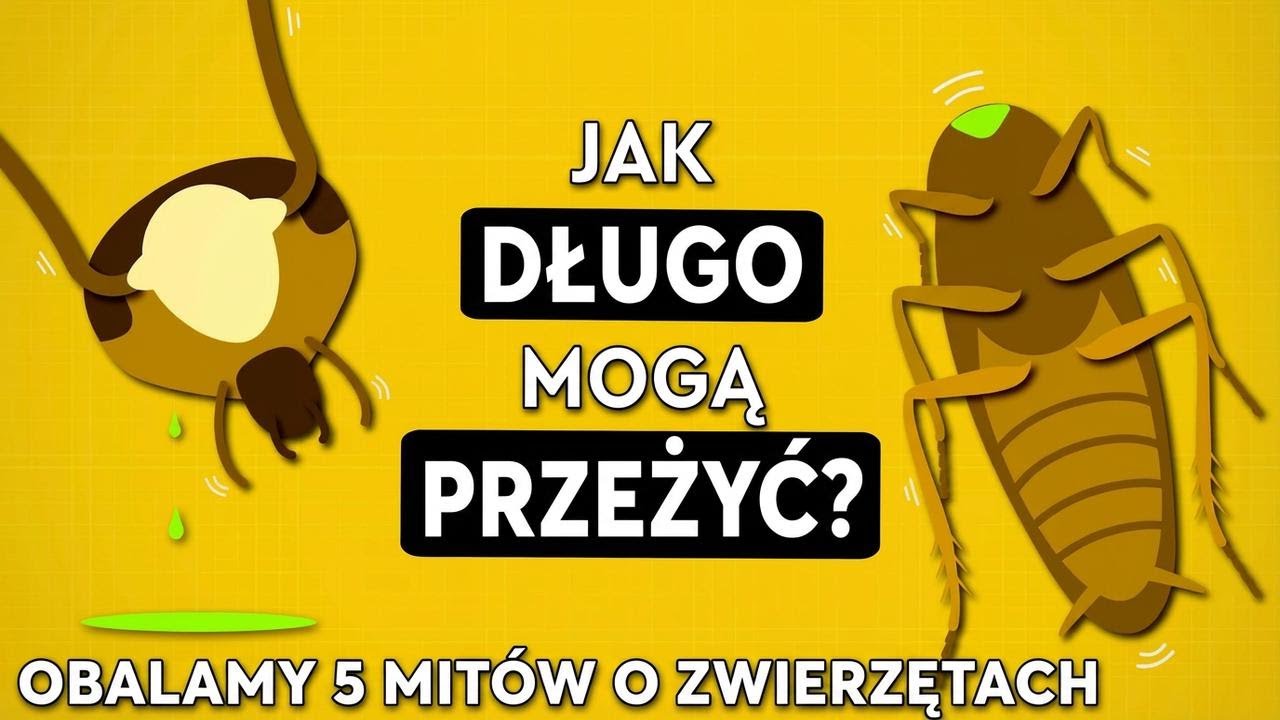 5 mitów o zwierzętach, w które wszyscy wierzyliśmy – obalamy je!