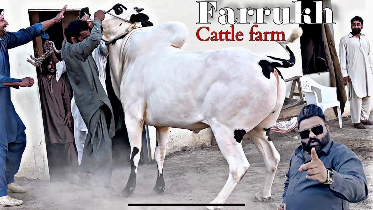 Farrukh Cattle Farm | Deadliest Beauties in Town 🔥 | Part 1 Season 2025-26