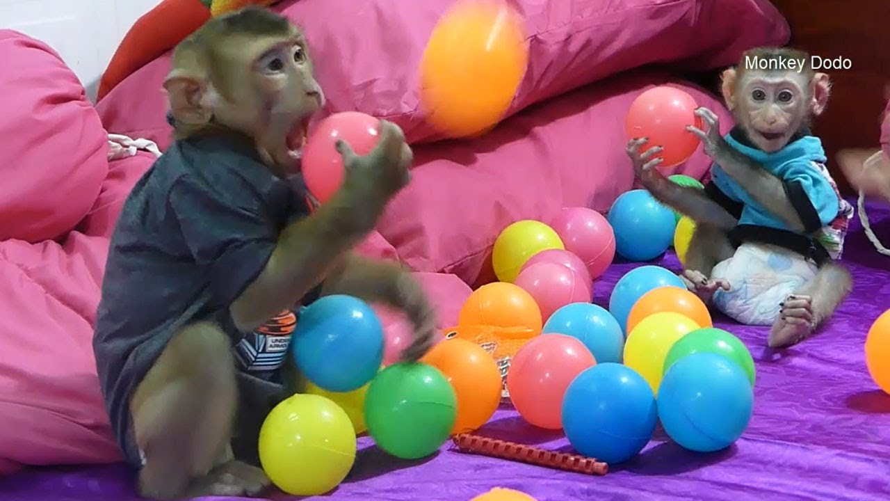 Wow Dodo And Brother Donal Surprise To See Many Balls