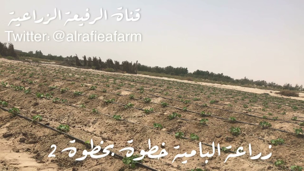 زراعة البامية خطوة بخطوة 2