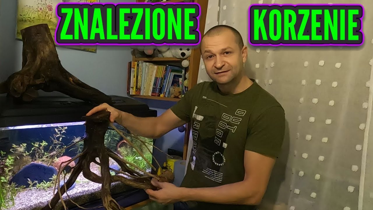 NASZE POLSKIE KORZENIE DO AKWARIUM - niekupione, a znalezione.