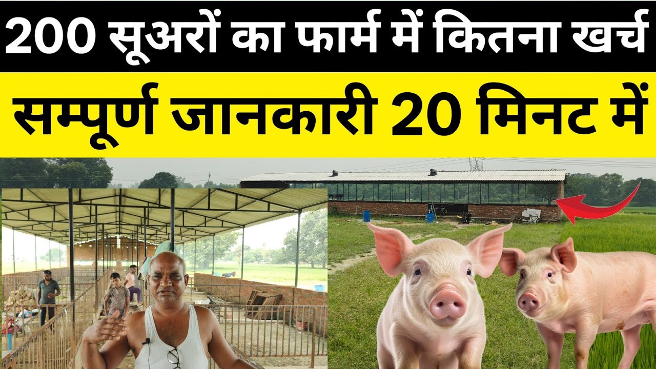 200 सूअरों का फार्म बनाने में कितना खर्च | 200 Pig Farm construction Cost Calculate 
