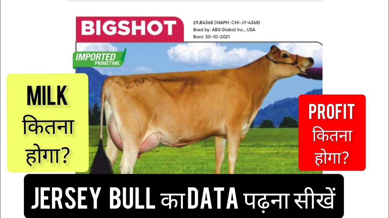ABS IMPORTED JERSEY BULL 🐂 BIGSHOT FULL DETAILS#mannfarms