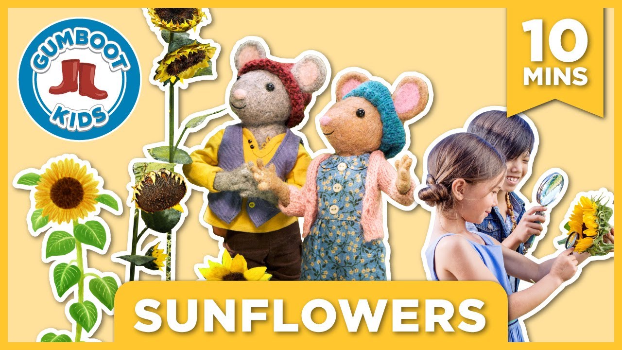 Sunflowers 🌻 Gumboot Kids l Watch, learn, and engage with slow TV, crafts, and nature mystery