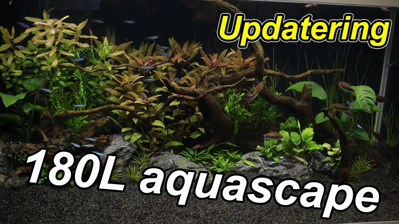 Updatering på Akvastabil akvarium