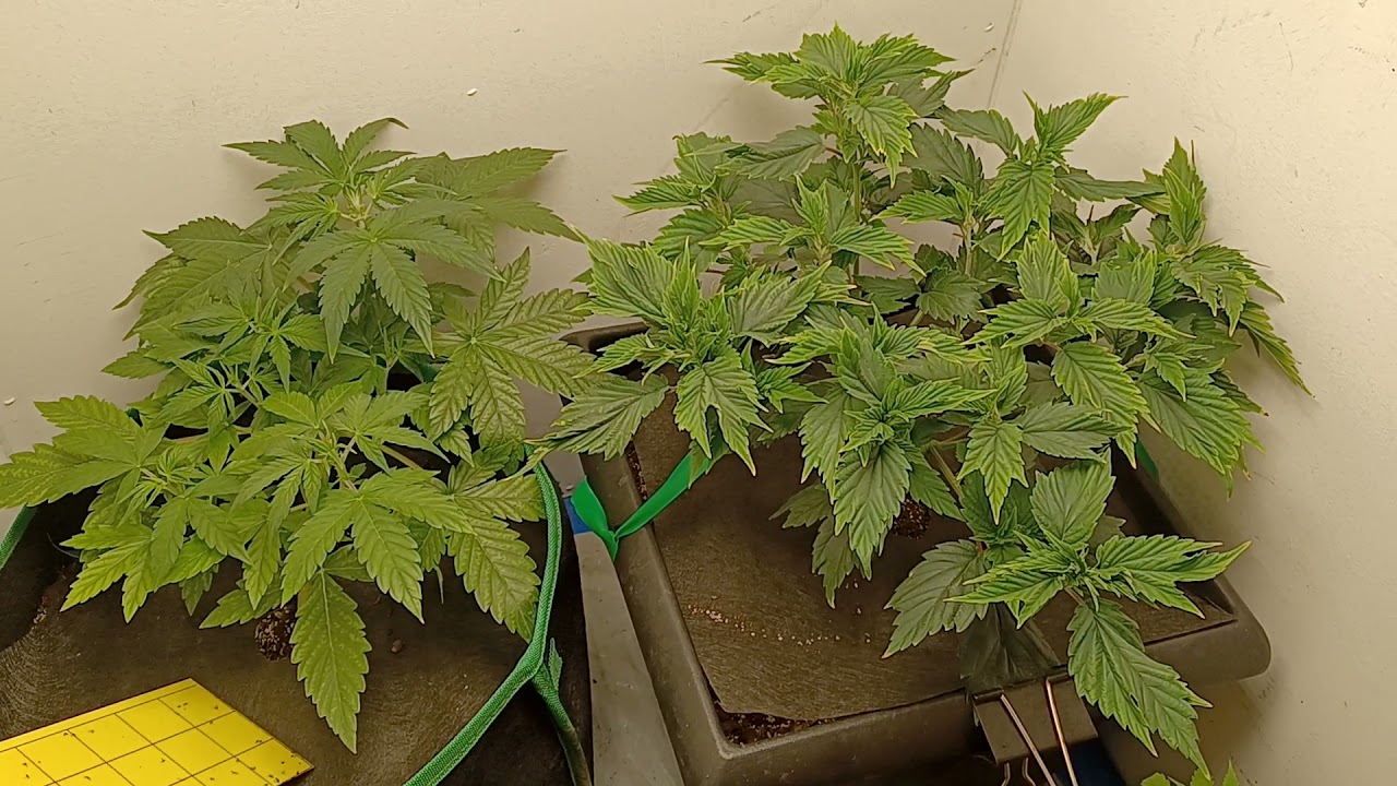 Frisian Duck & ILGM NL auto