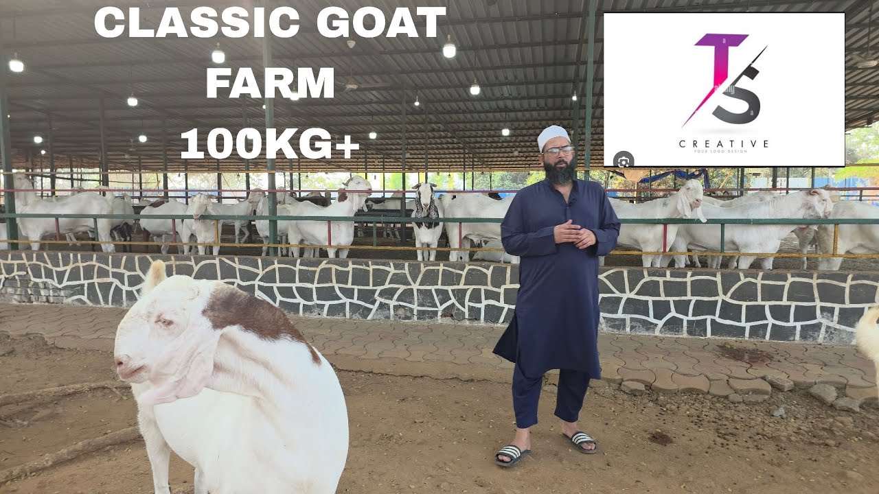 Mashallah Quality Sojat Goats 100kg+ At Classic Goat Farm Part-1