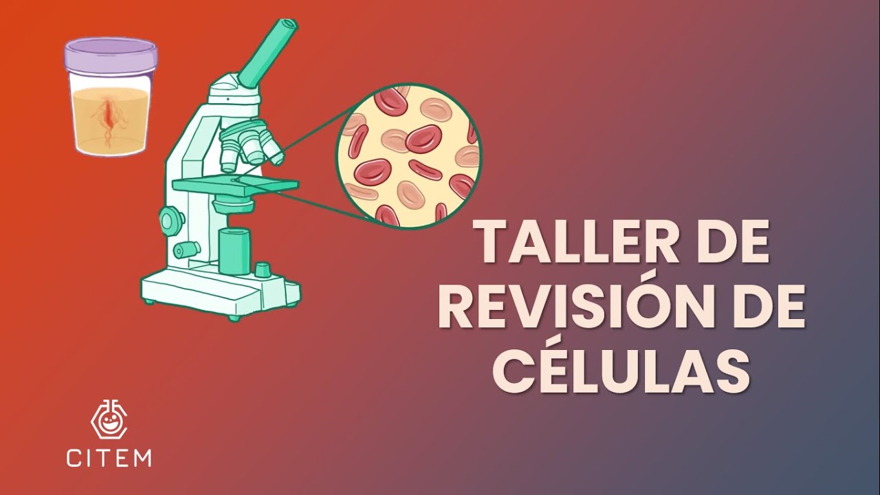 CÉLULAS EPITELIALES EN ORINA - Taller de Revisión de Células al microscopio