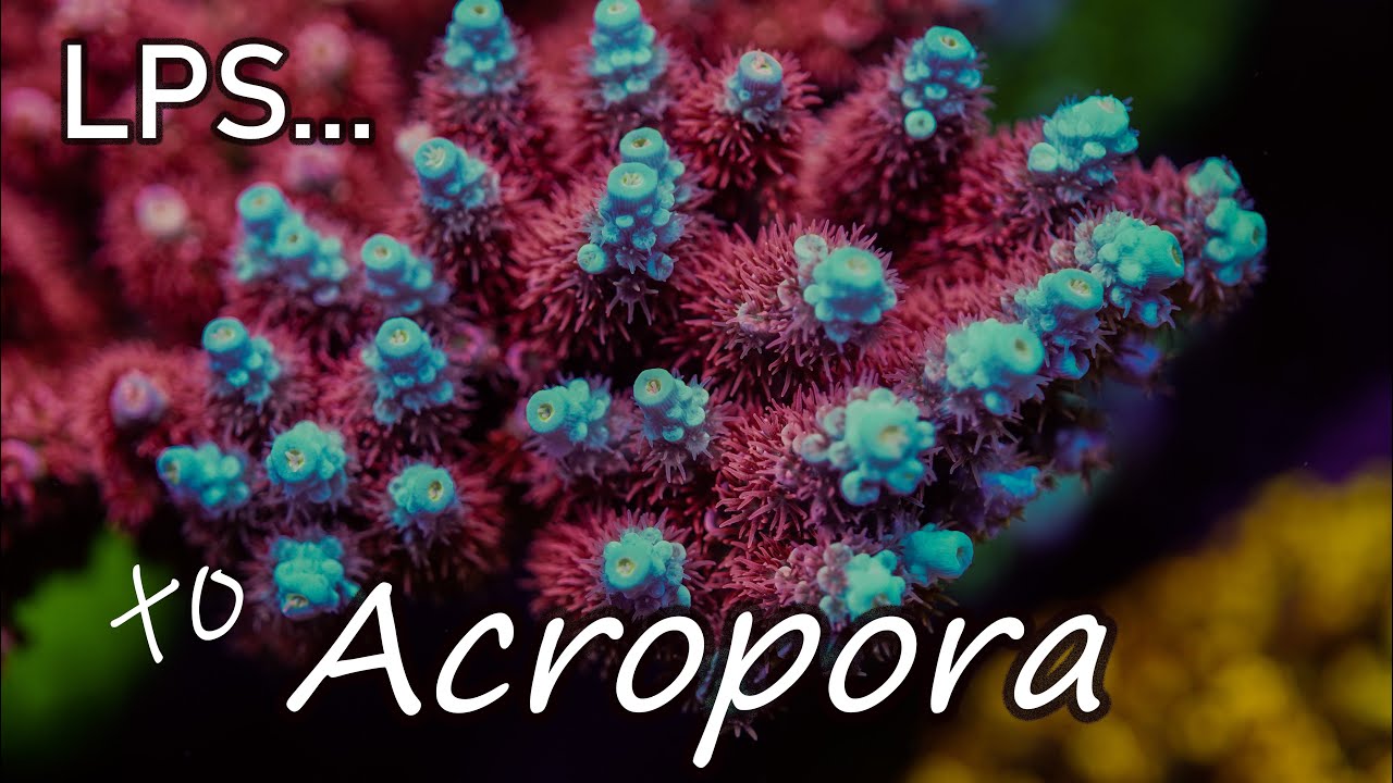 Intro to Acropora Coral Care | The Modern Reefer's Predicament | SPS