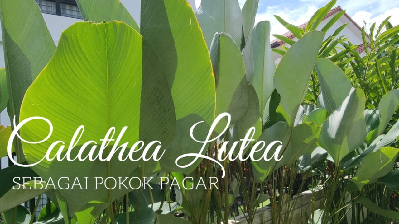 Pokok Calathea Lutea Sebagai Pokok Pagar | Tropical Garden
