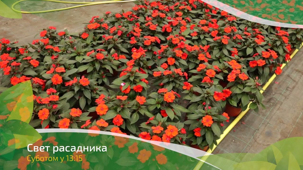 Svet rasadnika ep. 54 26.03.2022. NAJAVA