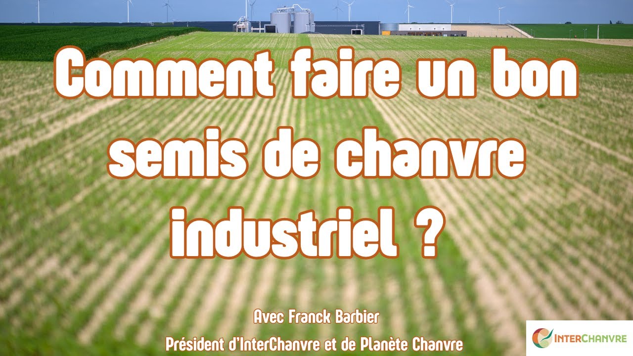 Comment faire un bon semis de chanvre industriel ?