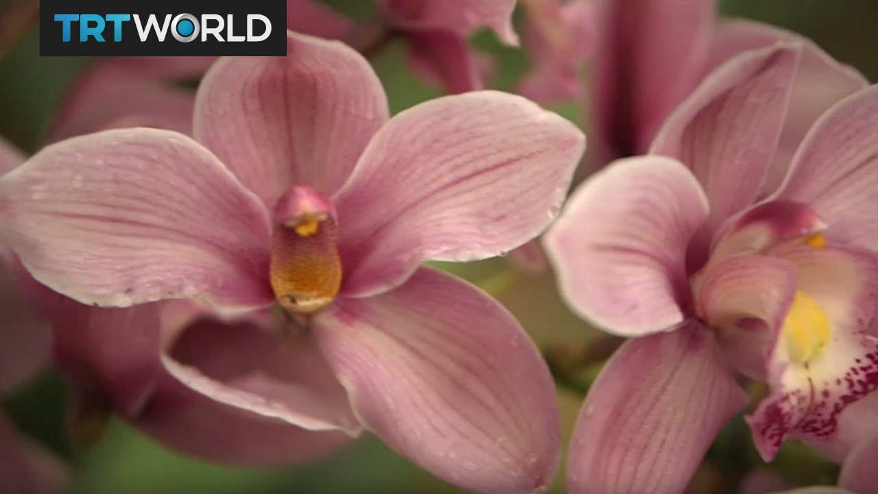 Protecting Orchids: South Korea cracks down on illegal plant trade