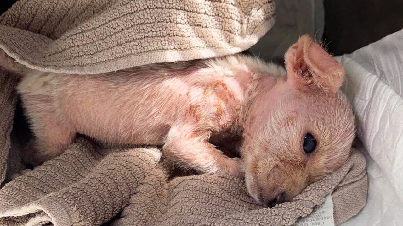 The Journey of Tiny Puppy that Weighed Only 1 lb, Malnourished, Mangey and Bow-legged