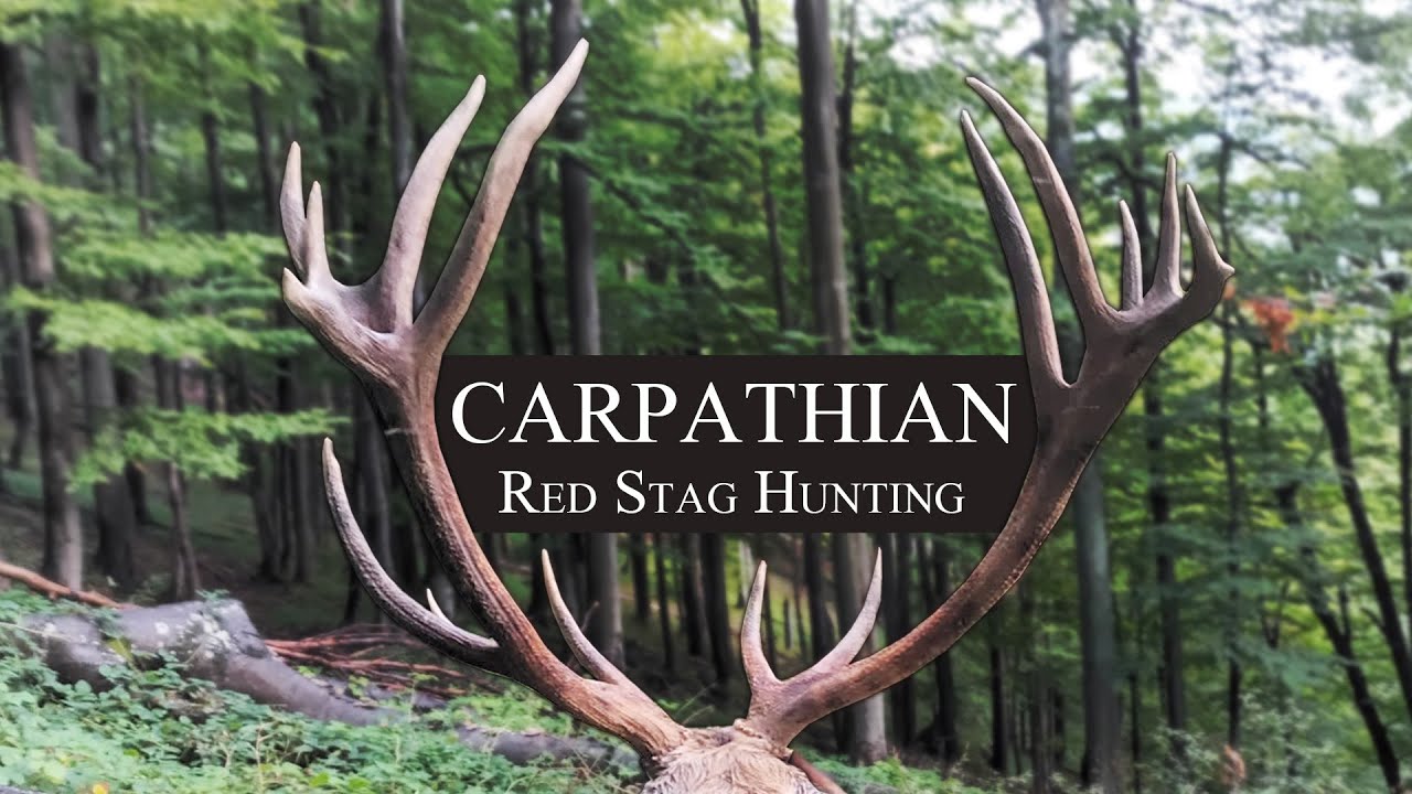 Hirschjagd in den rum&auml;nischen Karpaten | Carpathian Deer Hunting | Kronhjort jagt i Rum&aelig;nien