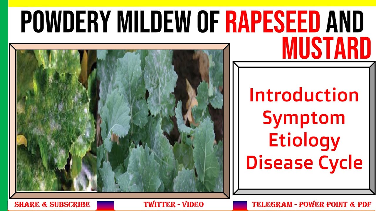 Powdery Mildew of Rapeseed and Mustard, Symptoms, Causal Organism, Disease Cycle