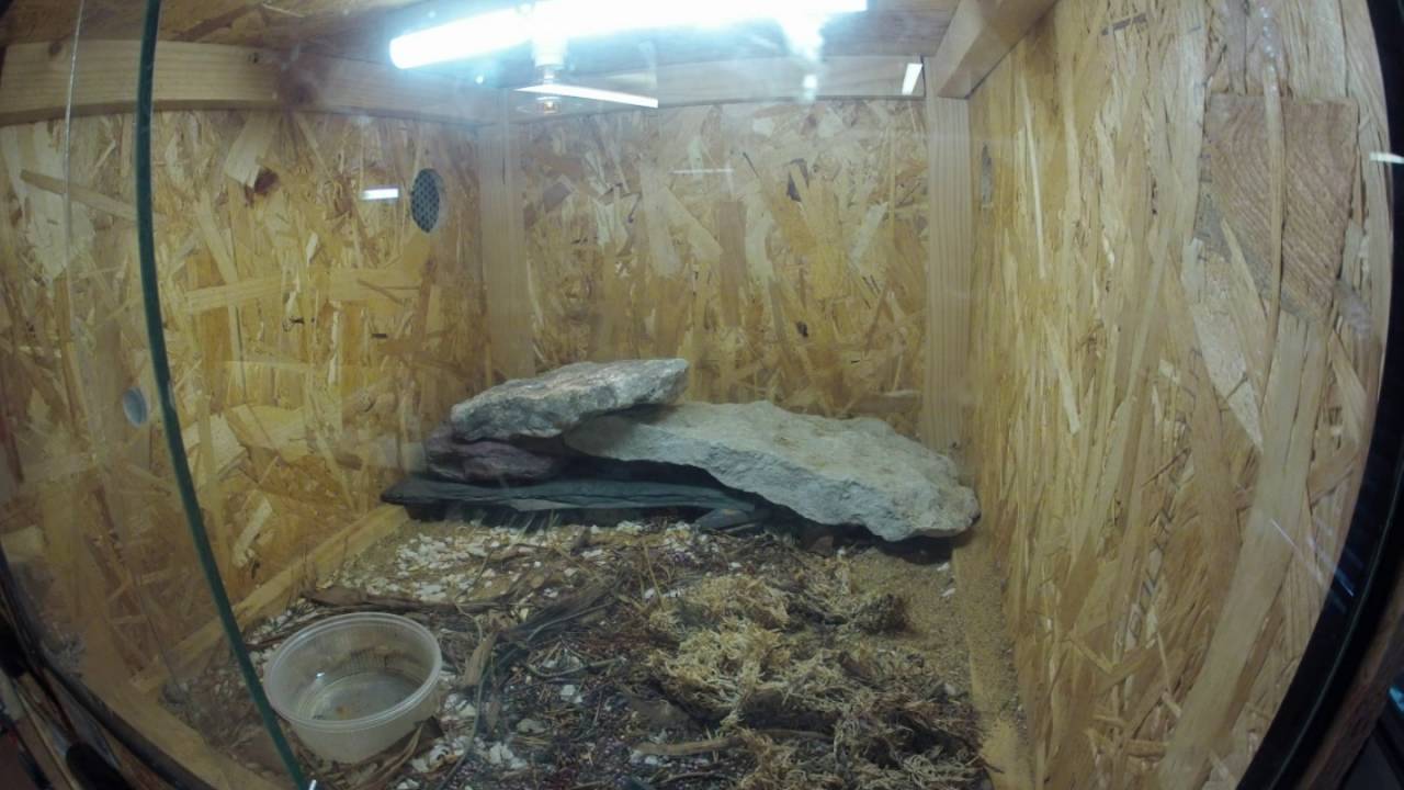 Crotalus cerastes cerastes 20160805