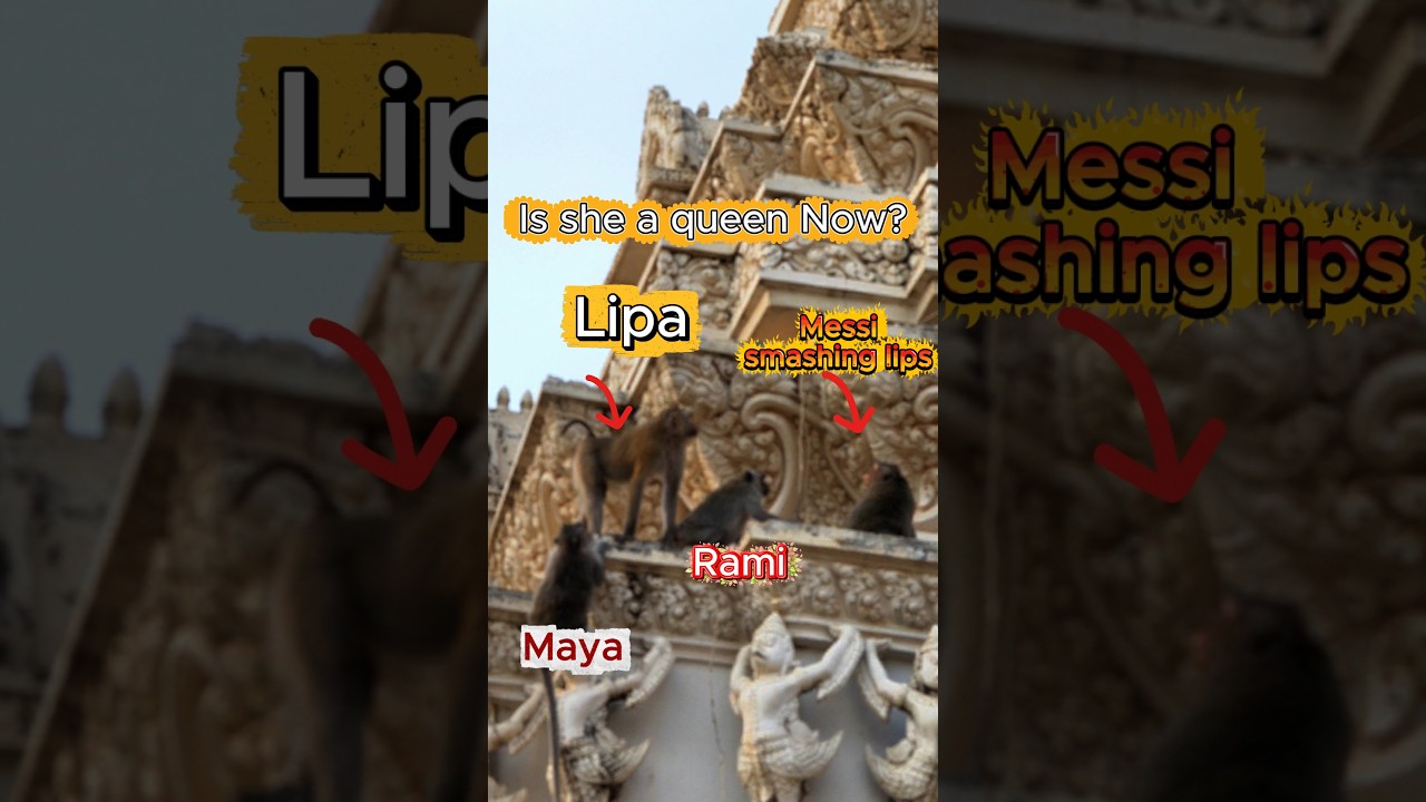 Will pet monkey Lipa become the queen of the Long Tail troop? Watch 0:36