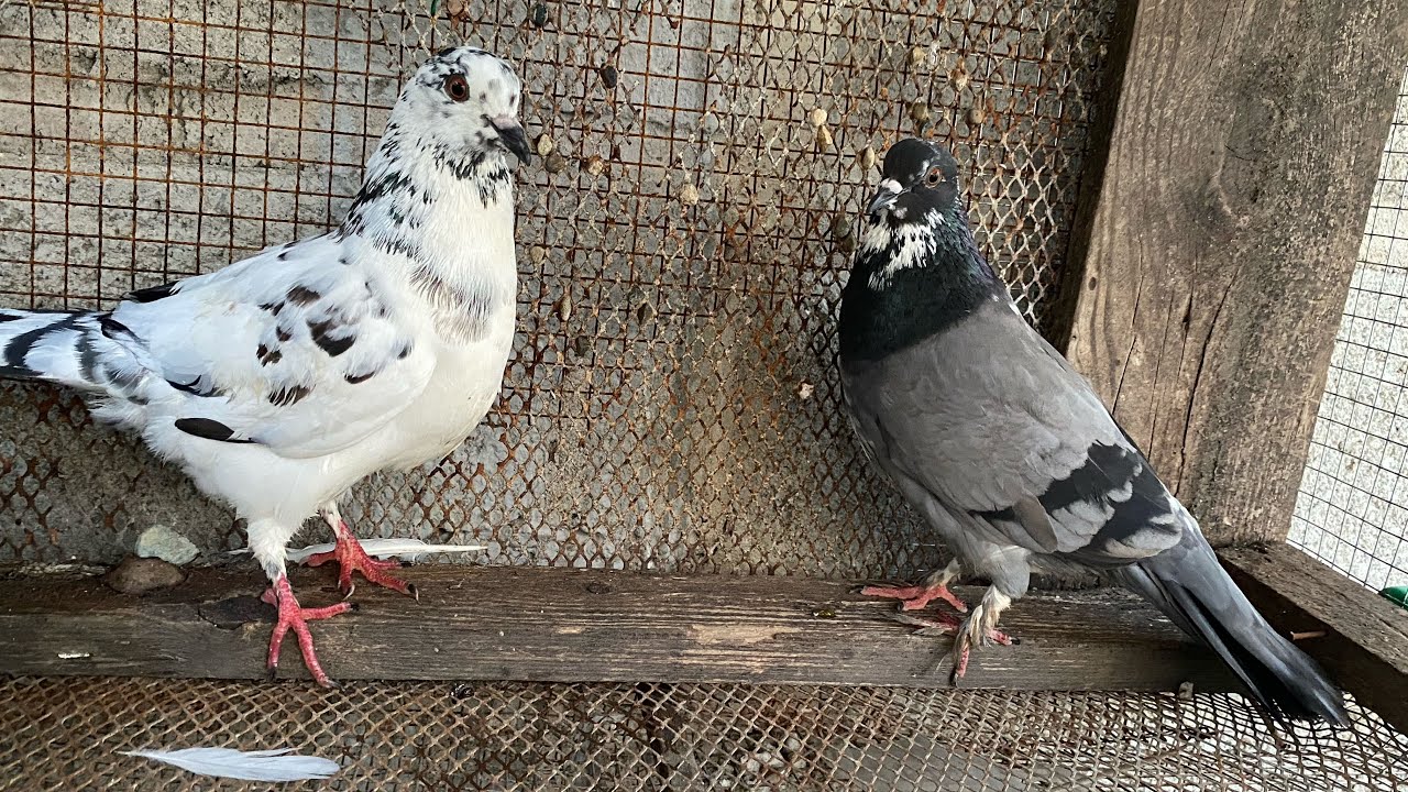 APAREANDO NUEVA PAREJA DE PALOMAS